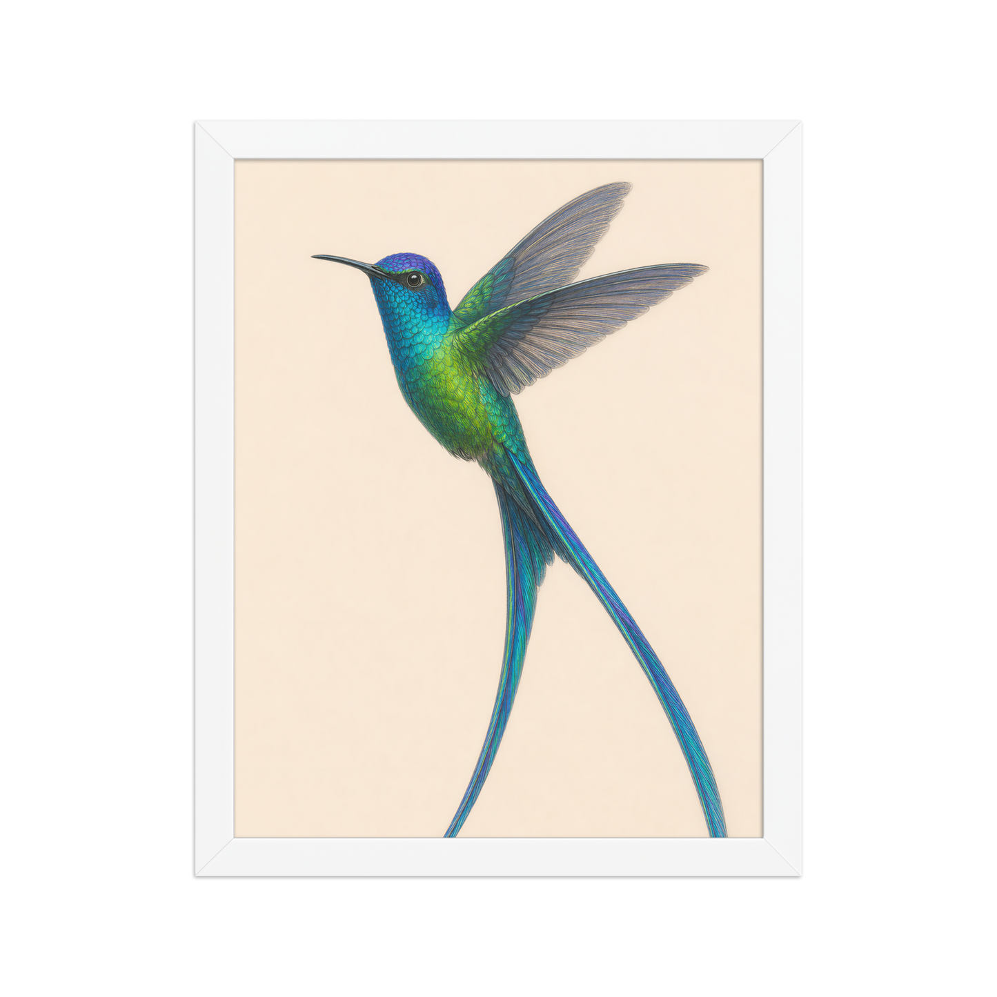 Framed Long-tailed Sylph hummingbird colored pencil illustration print, teal iridescent plumage on warm cream background, wood frame wall art