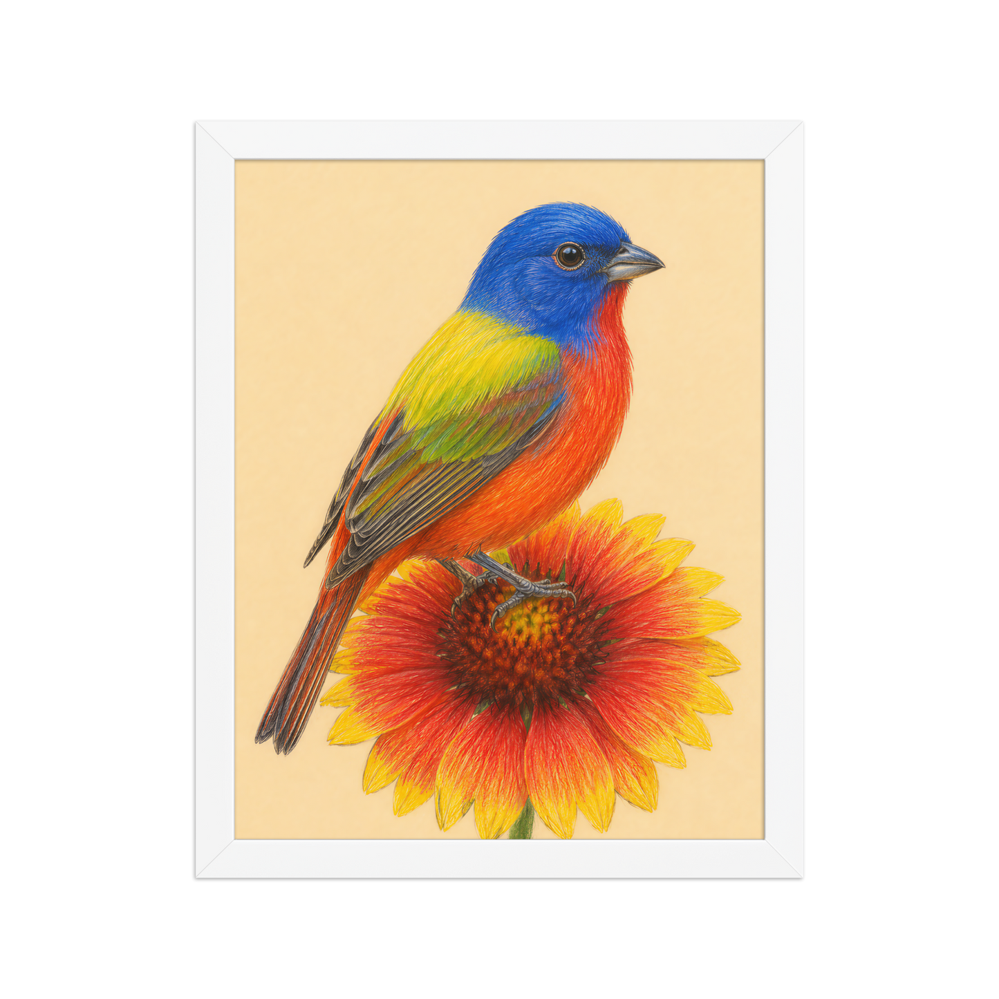 Framed Painted Bunting colored pencil illustration on Indian Blanket flower, wood frame wall art