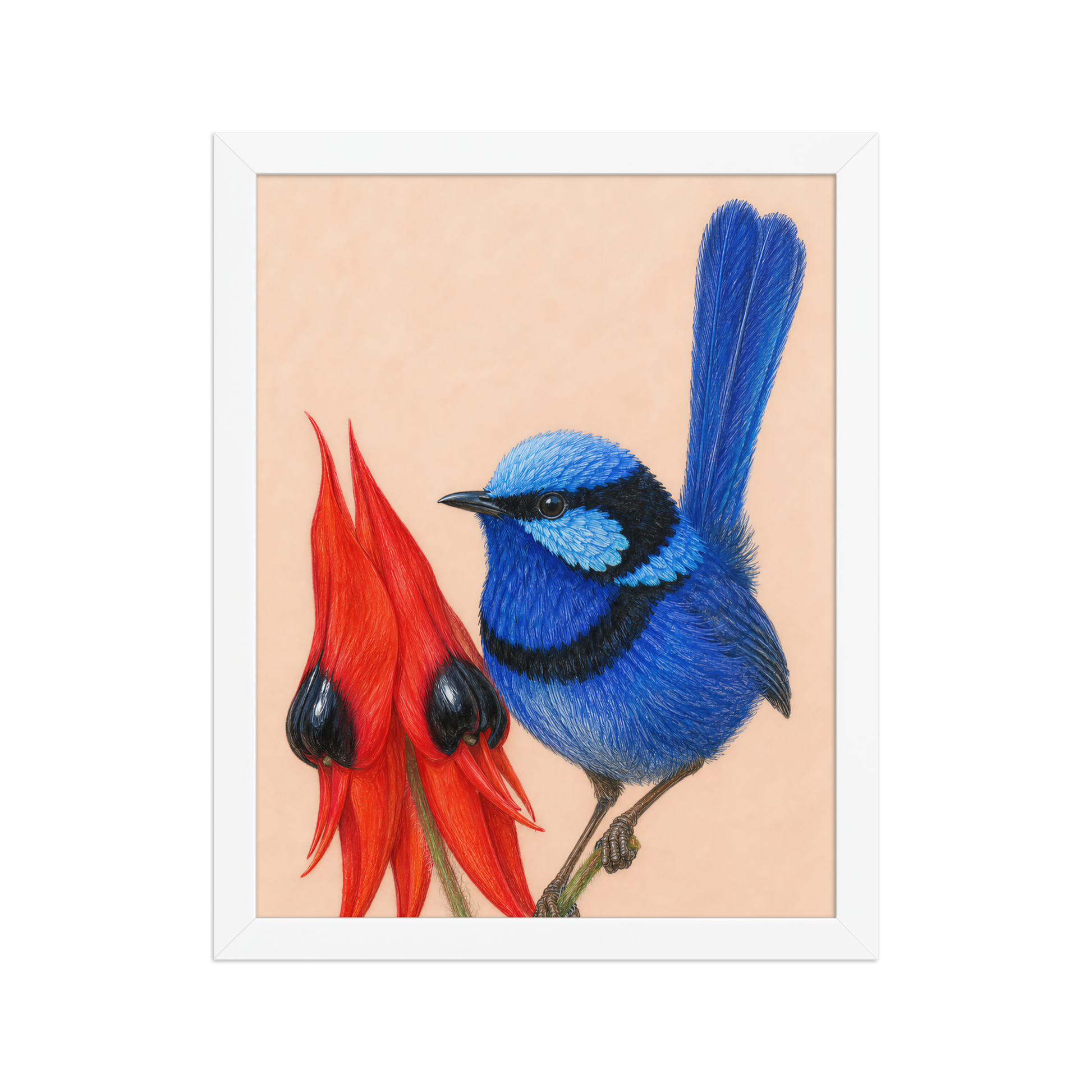 Framed Splendid Fairywren blue wren colored pencil illustration, terracotta background, wood frame wall art
