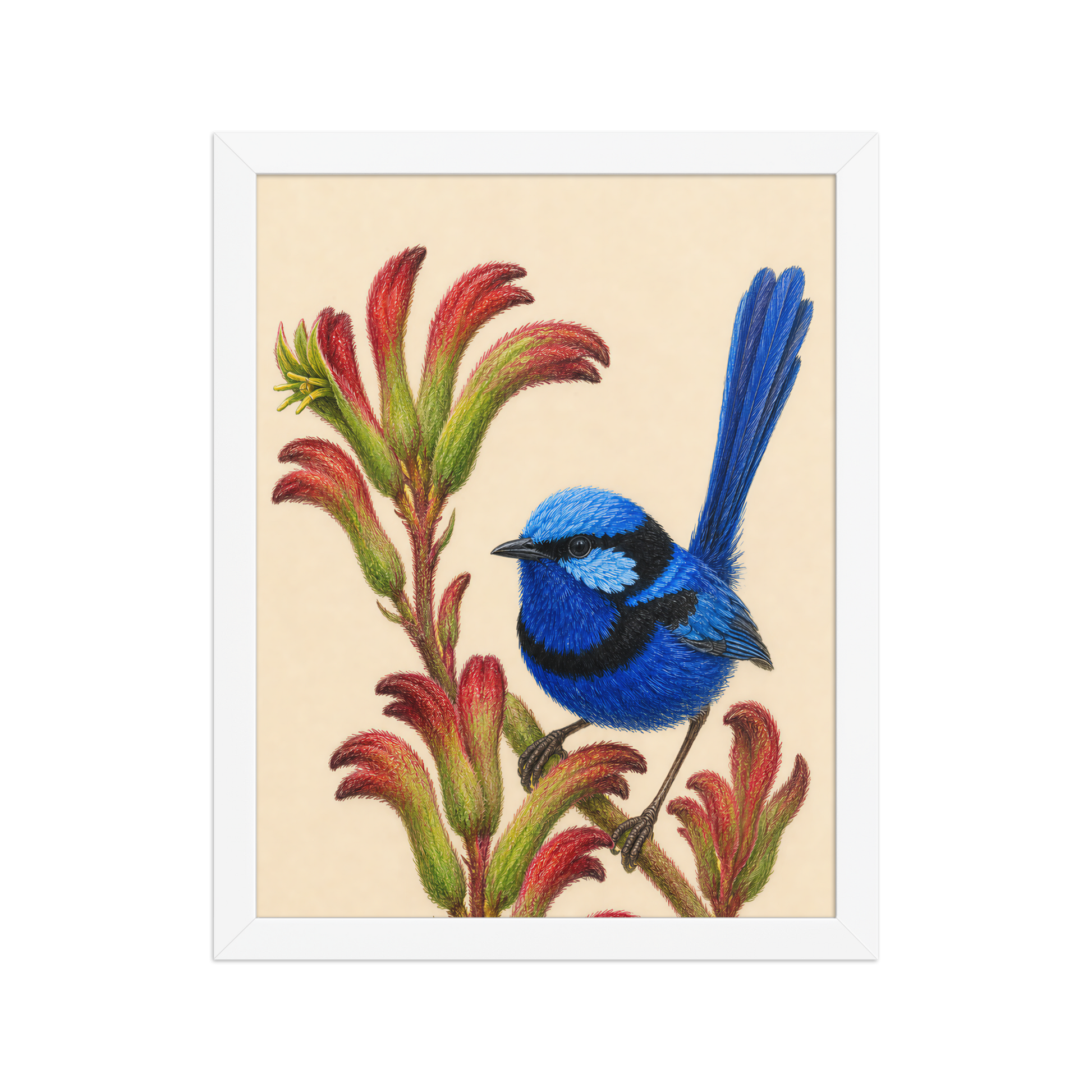 Framed Splendid Fairywren blue wren colored pencil illustration on Kangaroo Paw flowers, wood frame wall art
