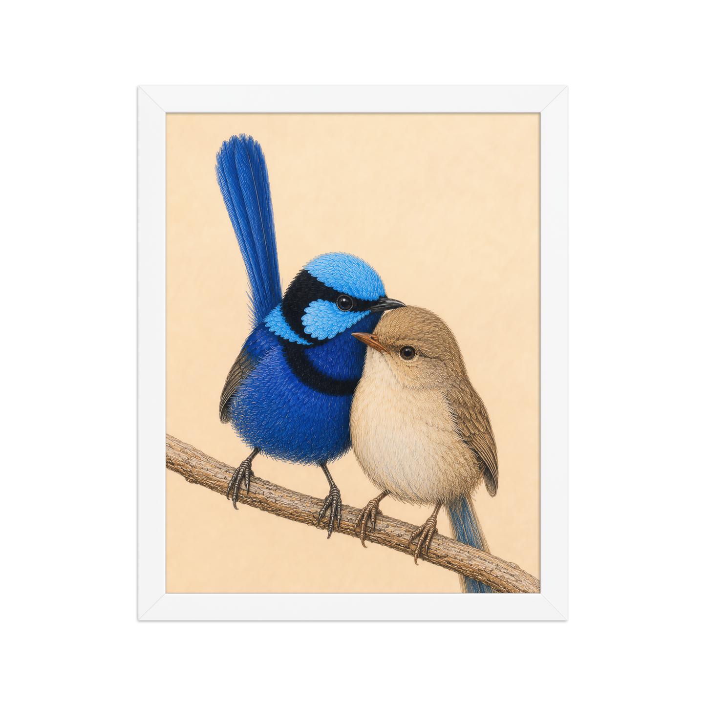 Framed male and female Splendid Fairywren blue wren pair colored pencil illustration, wood frame wall art