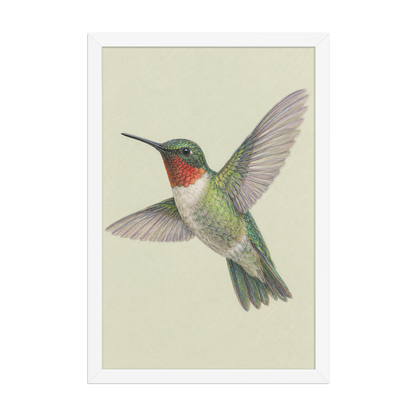 Framed Ruby-throated hummingbird colored pencil illustration print on sage green pastel background, wood frame wall art