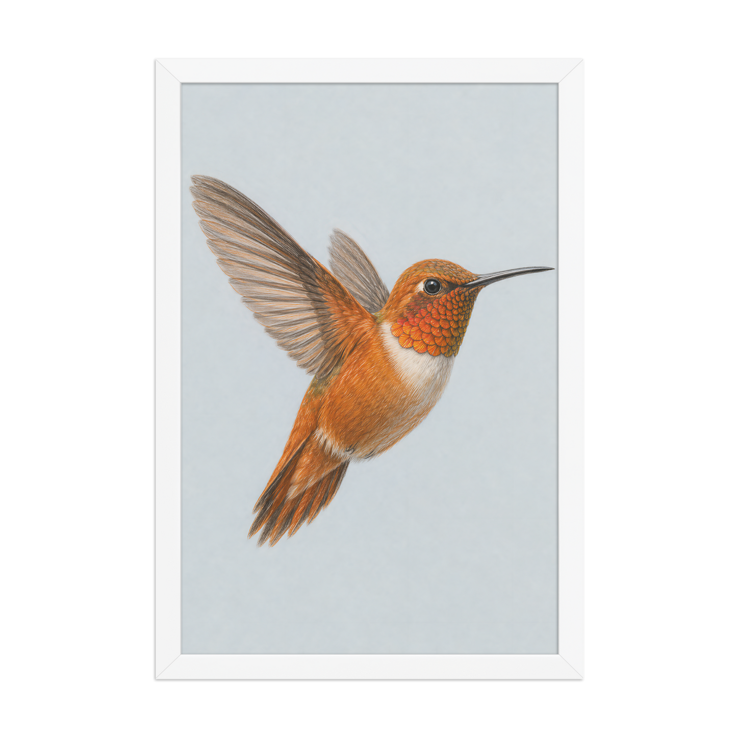 Framed Rufous hummingbird colored pencil illustration print on dusty blue pastel background, wood frame wall art
