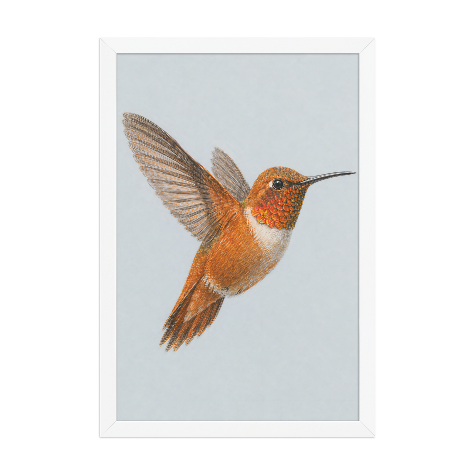 Framed Rufous hummingbird colored pencil illustration print on dusty blue pastel background, wood frame wall art