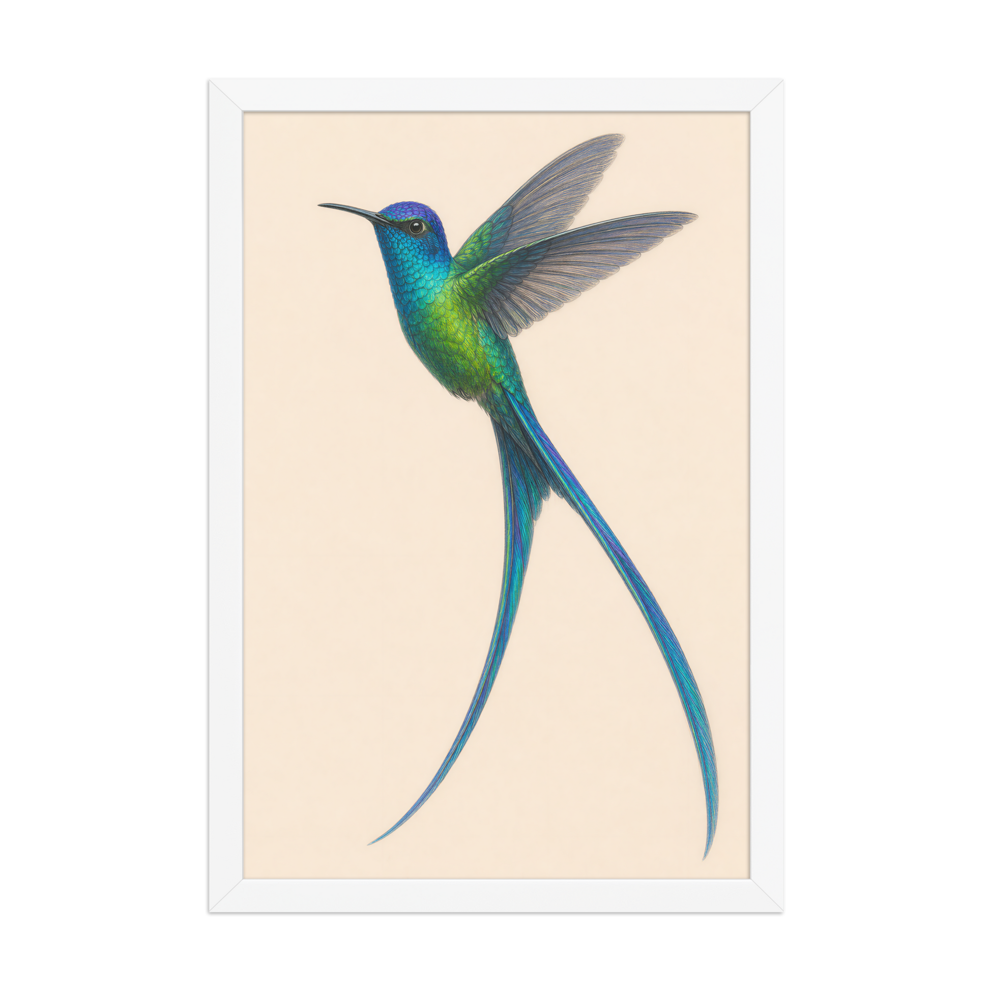 Framed Long-tailed Sylph hummingbird colored pencil illustration print, teal iridescent plumage on warm cream background, wood frame wall art