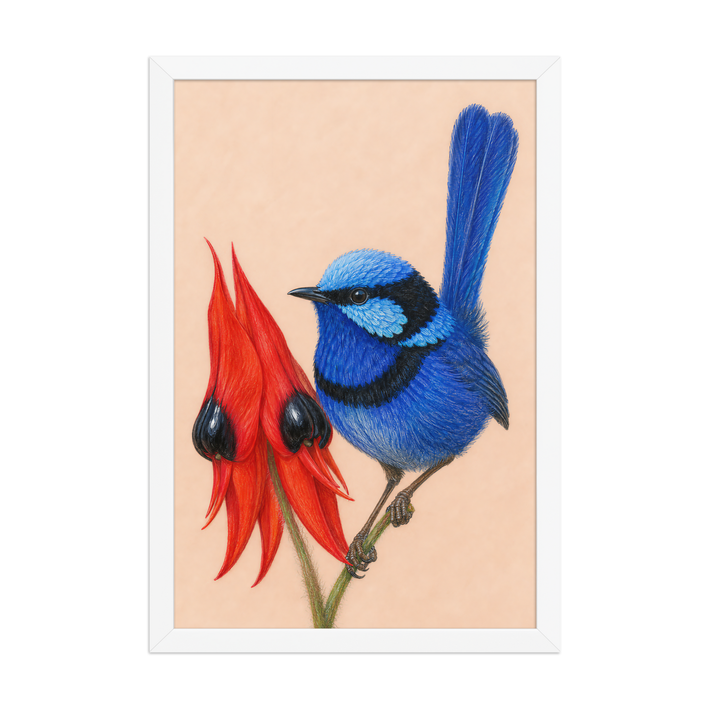 Framed Splendid Fairywren blue wren colored pencil illustration, terracotta background, wood frame wall art