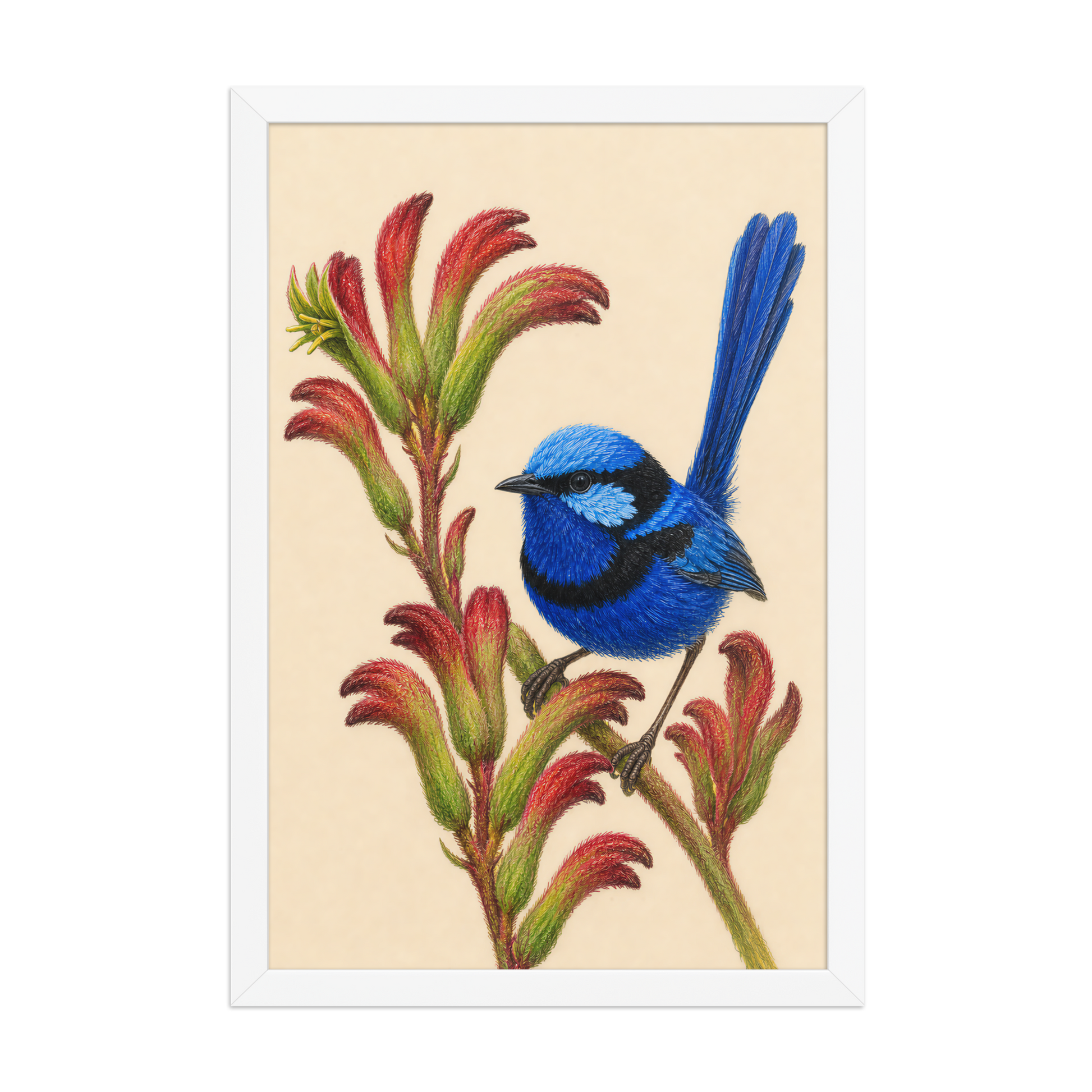 Framed Splendid Fairywren blue wren colored pencil illustration on Kangaroo Paw flowers, wood frame wall art