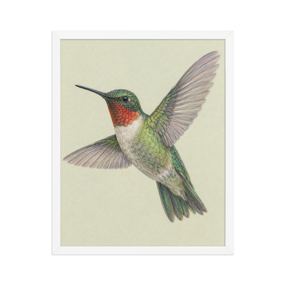 Framed Ruby-throated hummingbird colored pencil illustration print on sage green pastel background, wood frame wall art