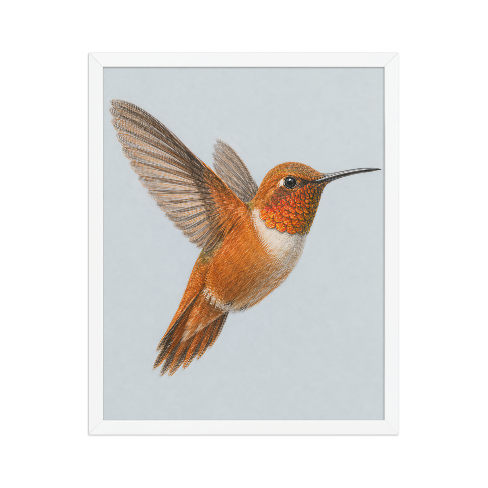 Framed Rufous hummingbird colored pencil illustration print on dusty blue pastel background, wood frame wall art