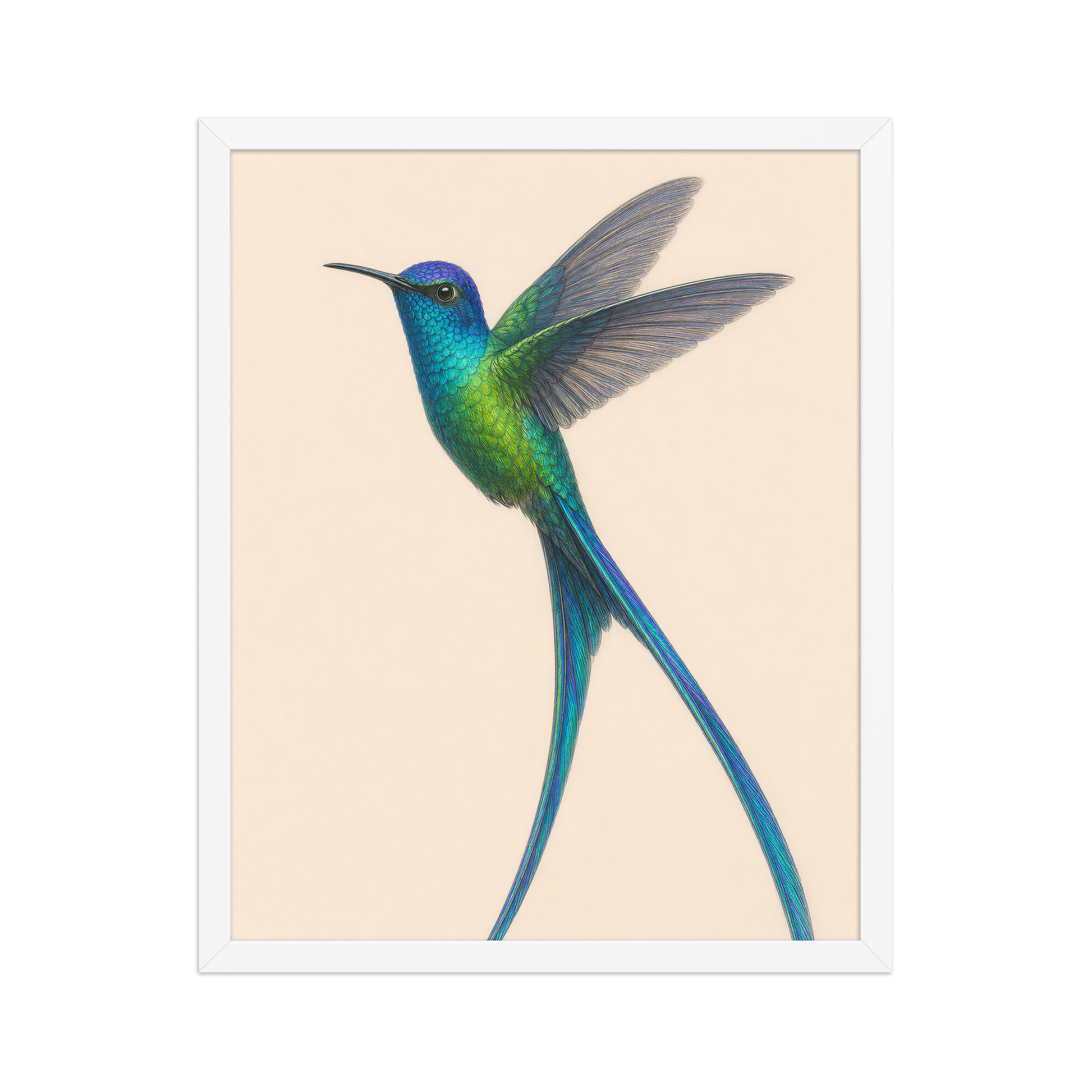 Framed Long-tailed Sylph hummingbird colored pencil illustration print, teal iridescent plumage on warm cream background, wood frame wall art