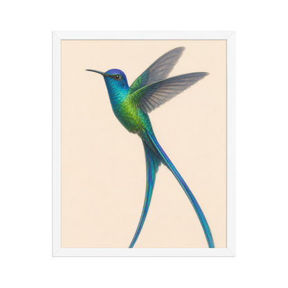 Framed Long-tailed Sylph hummingbird colored pencil illustration print, teal iridescent plumage on warm cream background, wood frame wall art