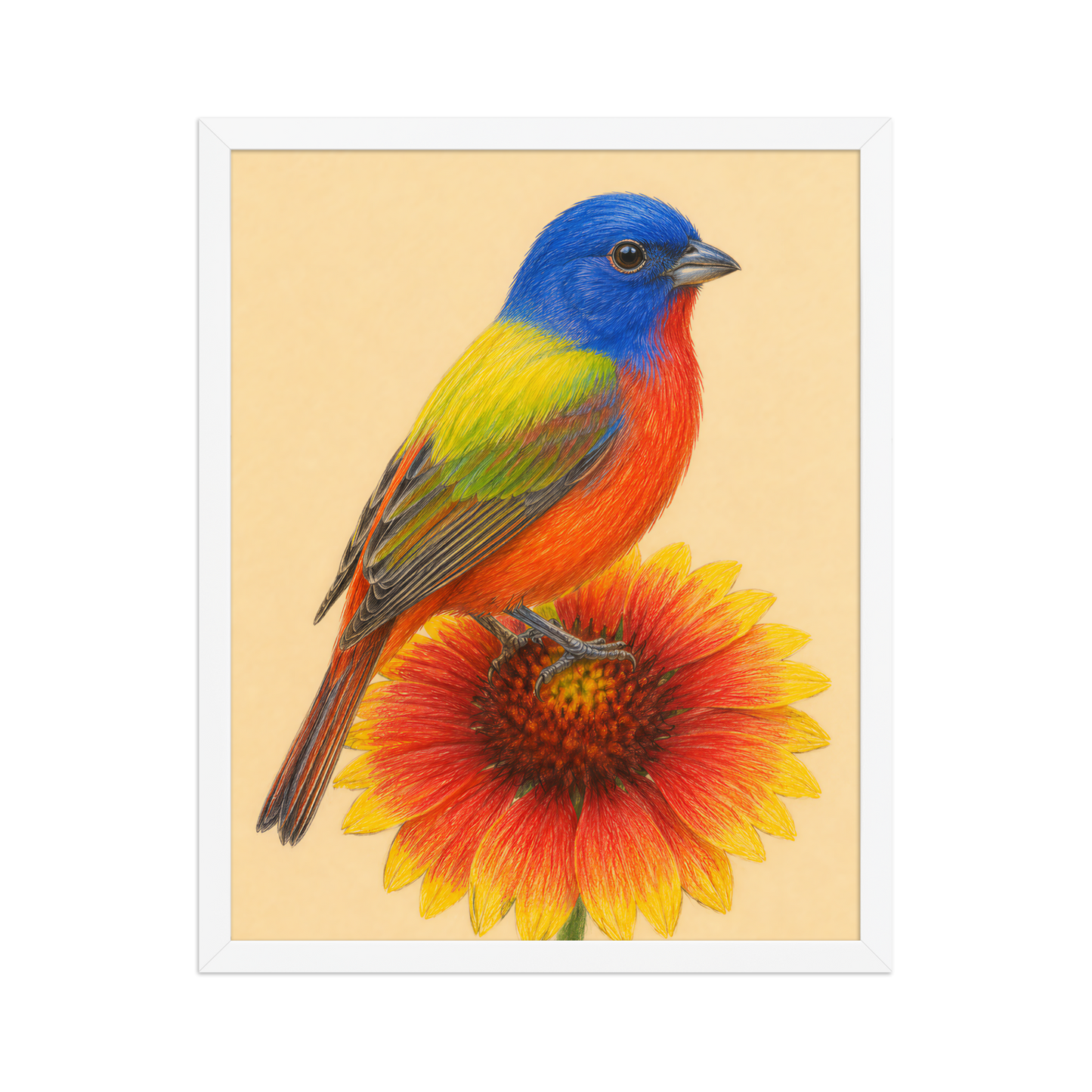 Framed Painted Bunting colored pencil illustration on Indian Blanket flower, wood frame wall art