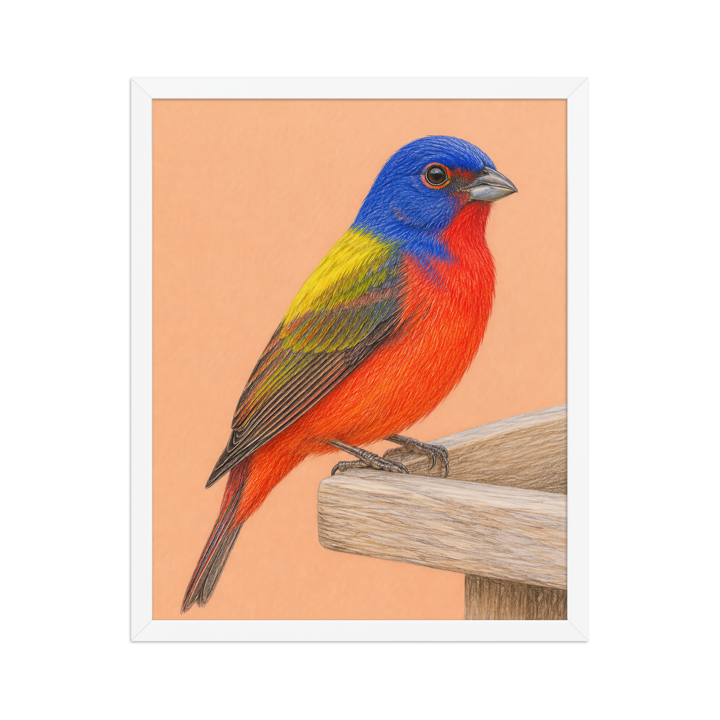 Framed Painted Bunting colored pencil illustration on wooden feeder, apricot background, wood frame wall art