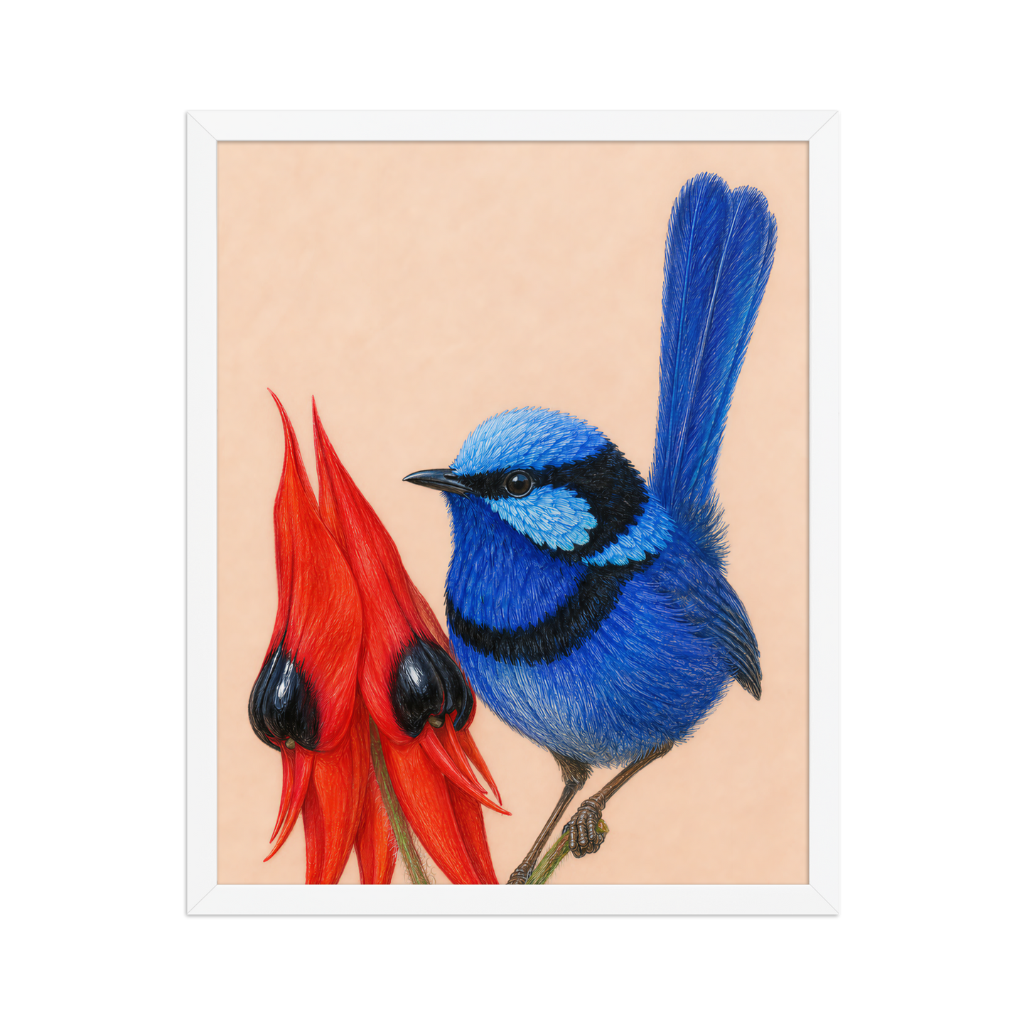 Framed Splendid Fairywren blue wren colored pencil illustration, terracotta background, wood frame wall art