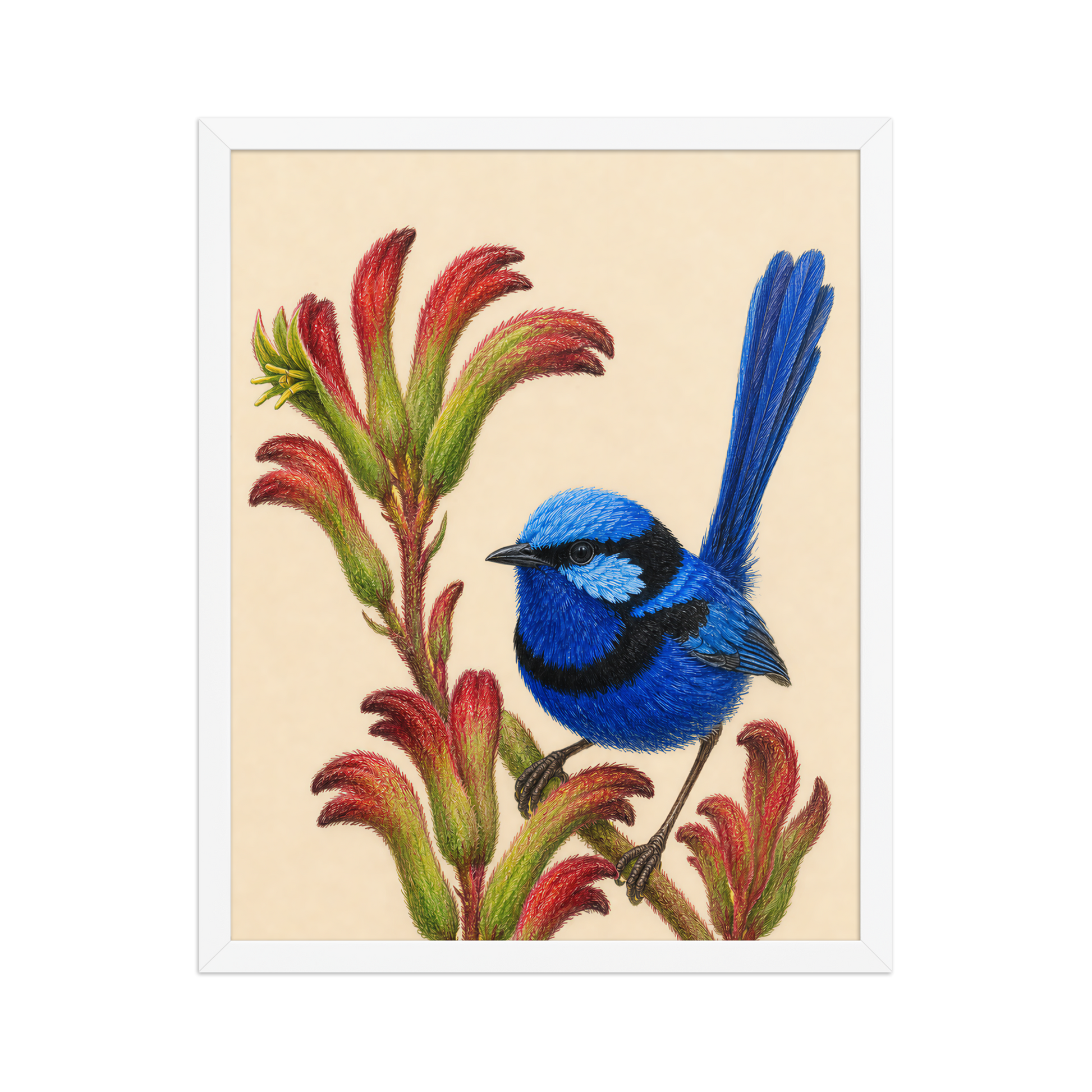 Framed Splendid Fairywren blue wren colored pencil illustration on Kangaroo Paw flowers, wood frame wall art