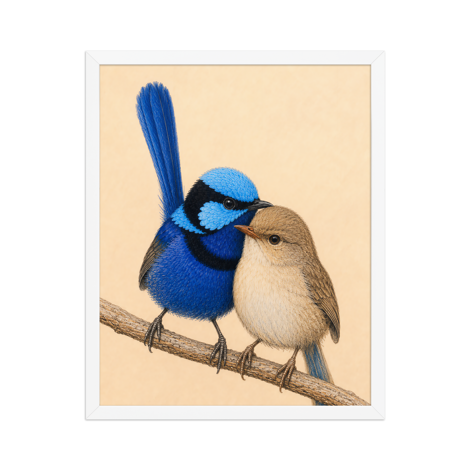 Framed male and female Splendid Fairywren blue wren pair colored pencil illustration, wood frame wall art