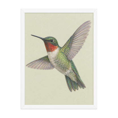 Framed Ruby-throated hummingbird colored pencil illustration print on sage green pastel background, wood frame wall art