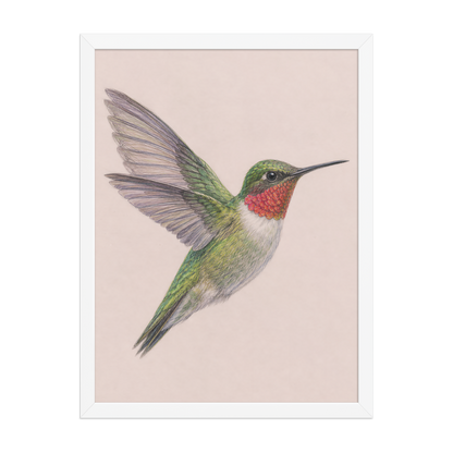 Framed Ruby-throated hummingbird colored pencil illustration print on dusty rose pastel background, wood frame wall art