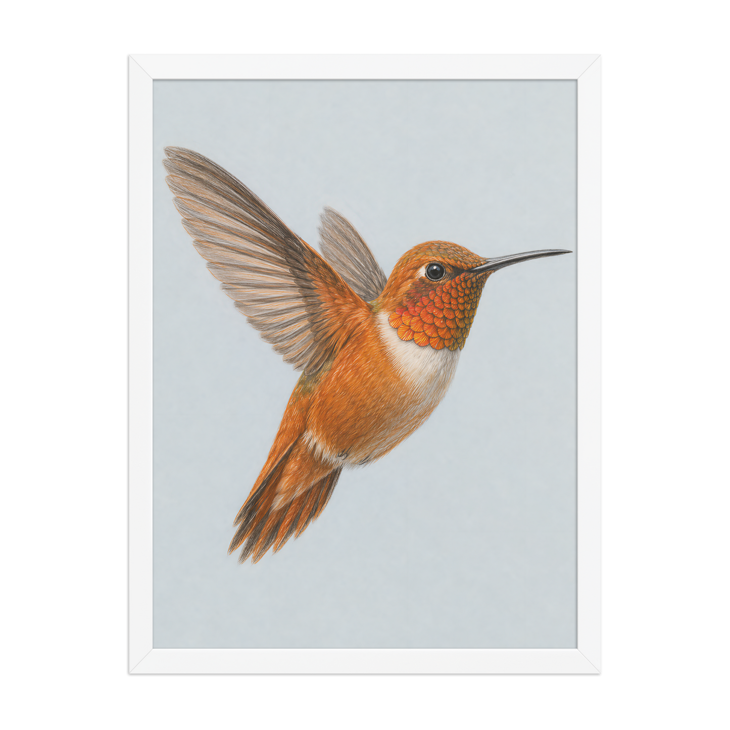 Framed Rufous hummingbird colored pencil illustration print on dusty blue pastel background, wood frame wall art