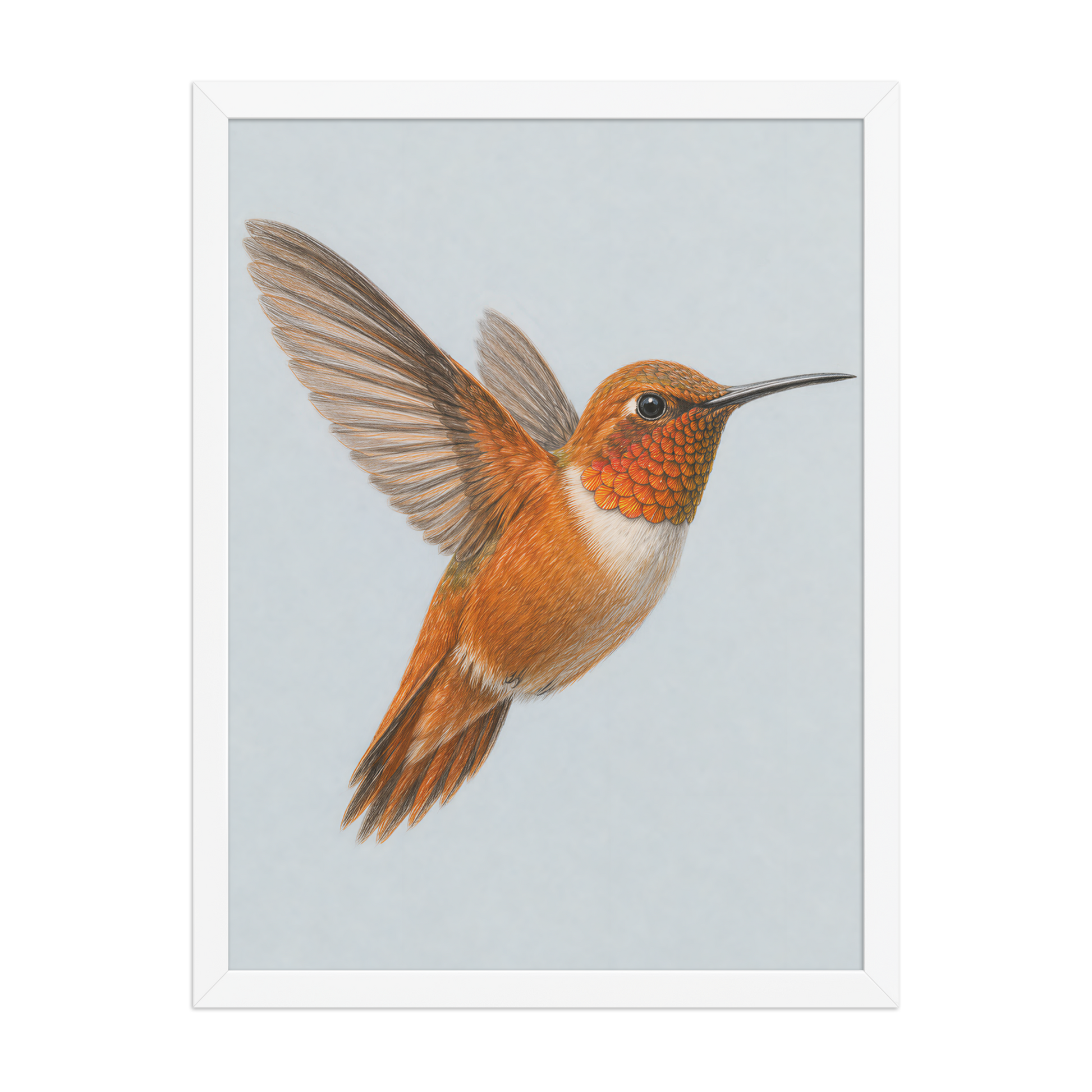 Framed Rufous hummingbird colored pencil illustration print on dusty blue pastel background, wood frame wall art