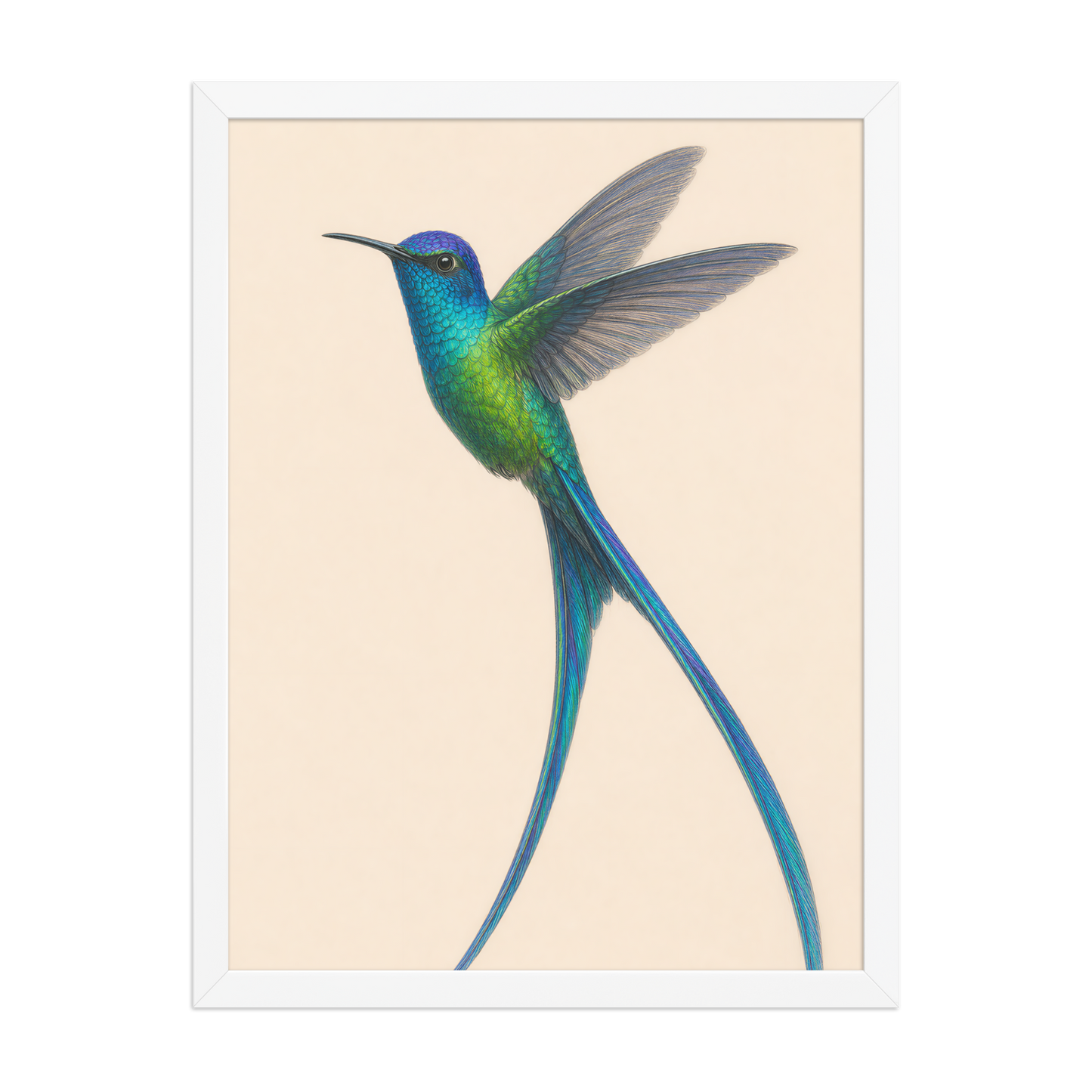Framed Long-tailed Sylph hummingbird colored pencil illustration print, teal iridescent plumage on warm cream background, wood frame wall art