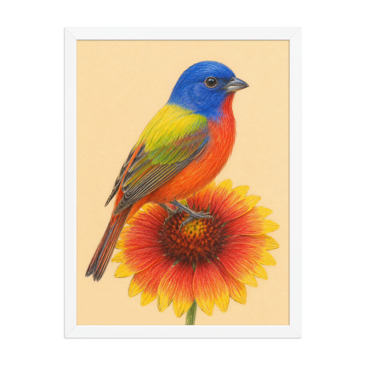 Framed Painted Bunting colored pencil illustration on Indian Blanket flower, wood frame wall art