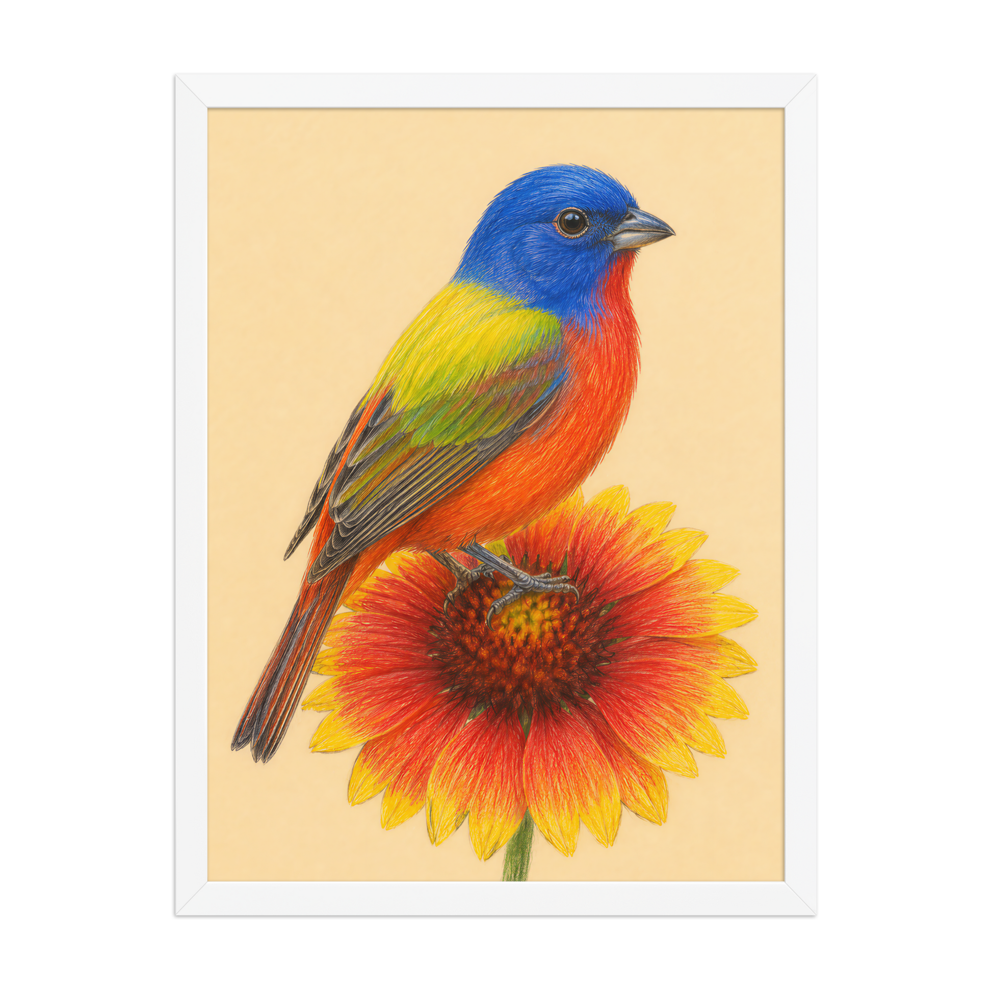 Framed Painted Bunting colored pencil illustration on Indian Blanket flower, wood frame wall art