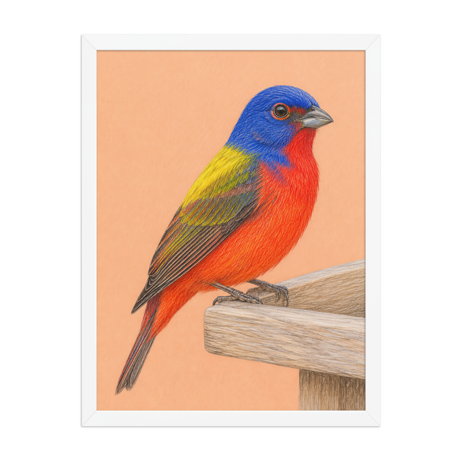 Framed Painted Bunting colored pencil illustration on wooden feeder, apricot background, wood frame wall art