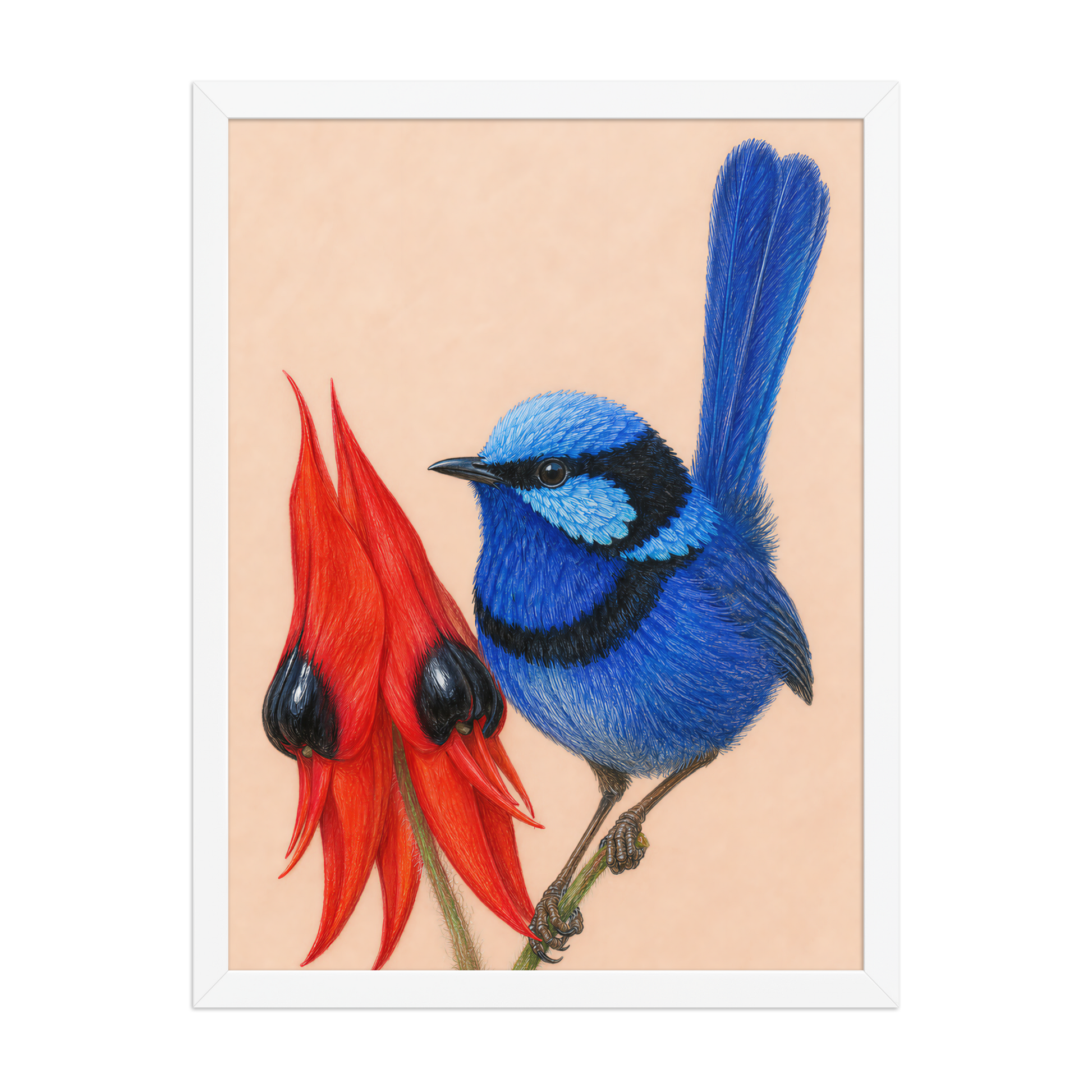 Framed Splendid Fairywren blue wren colored pencil illustration, terracotta background, wood frame wall art