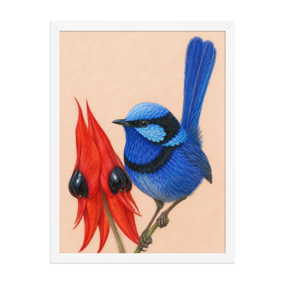 Framed Splendid Fairywren blue wren colored pencil illustration, terracotta background, wood frame wall art