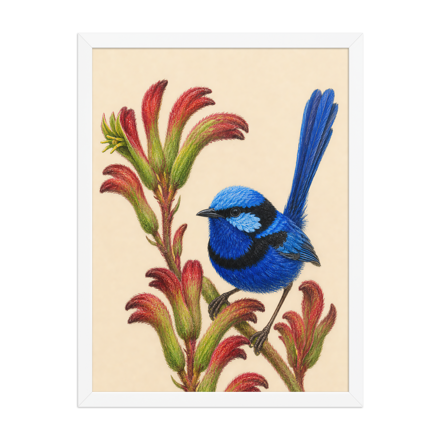 Framed Splendid Fairywren blue wren colored pencil illustration on Kangaroo Paw flowers, wood frame wall art