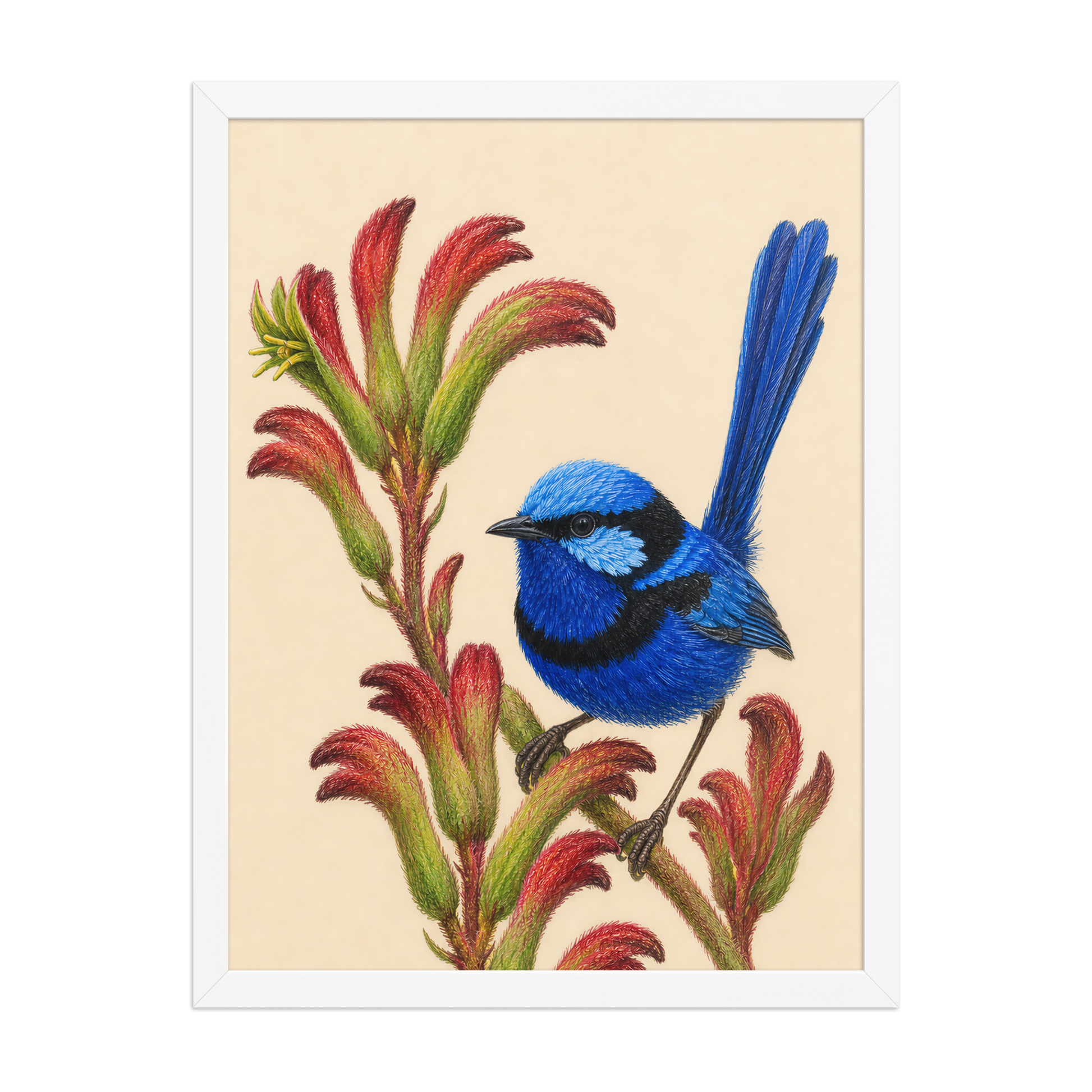 Framed Splendid Fairywren blue wren colored pencil illustration on Kangaroo Paw flowers, wood frame wall art