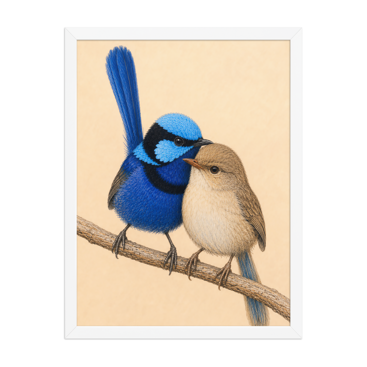 Framed male and female Splendid Fairywren blue wren pair colored pencil illustration, wood frame wall art