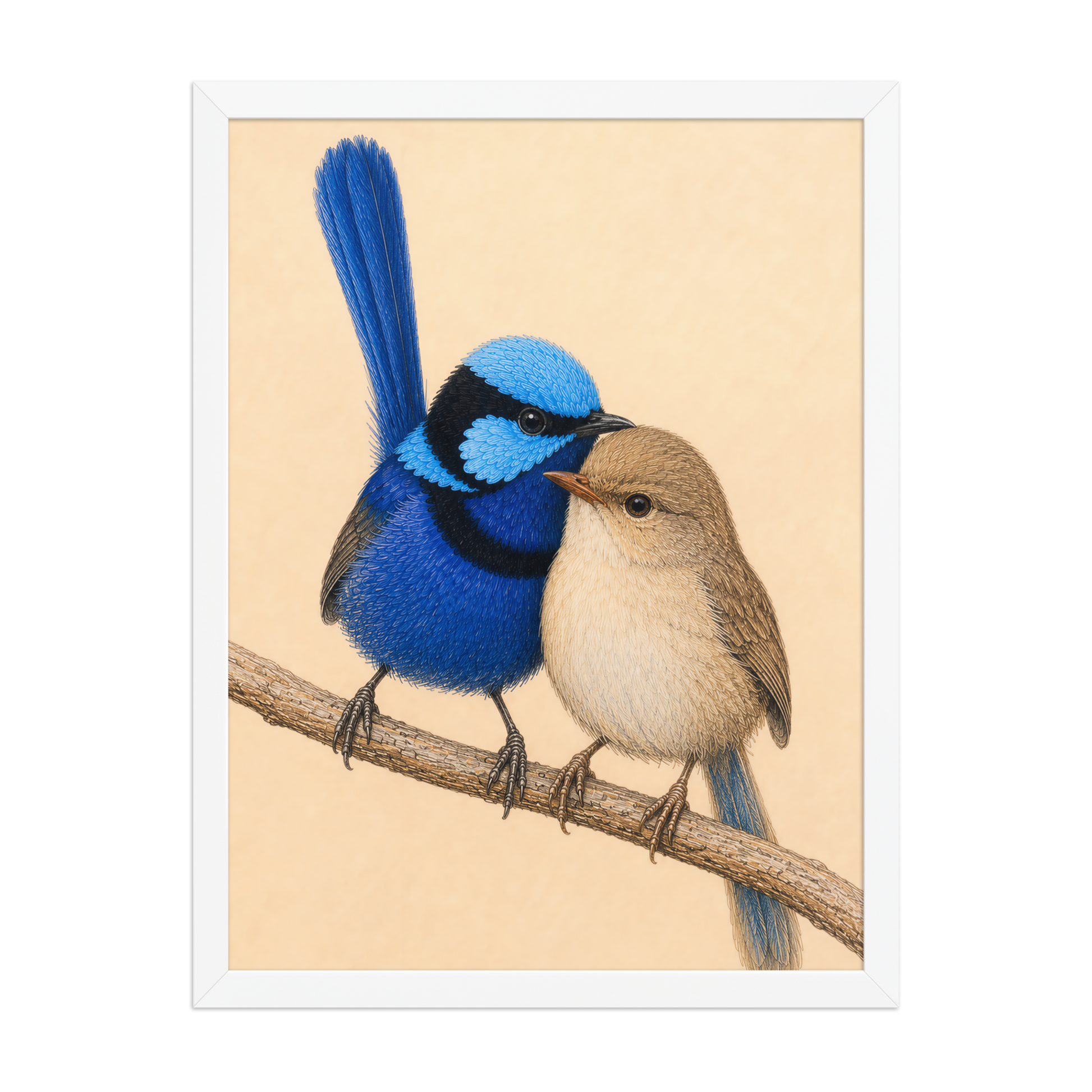 Framed male and female Splendid Fairywren blue wren pair colored pencil illustration, wood frame wall art