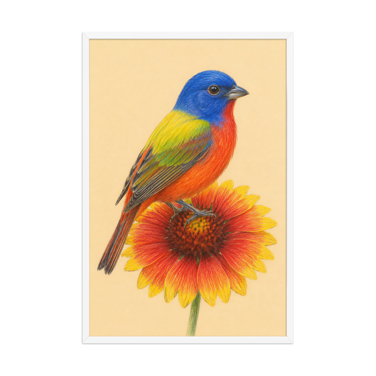 Framed Painted Bunting colored pencil illustration on Indian Blanket flower, wood frame wall art
