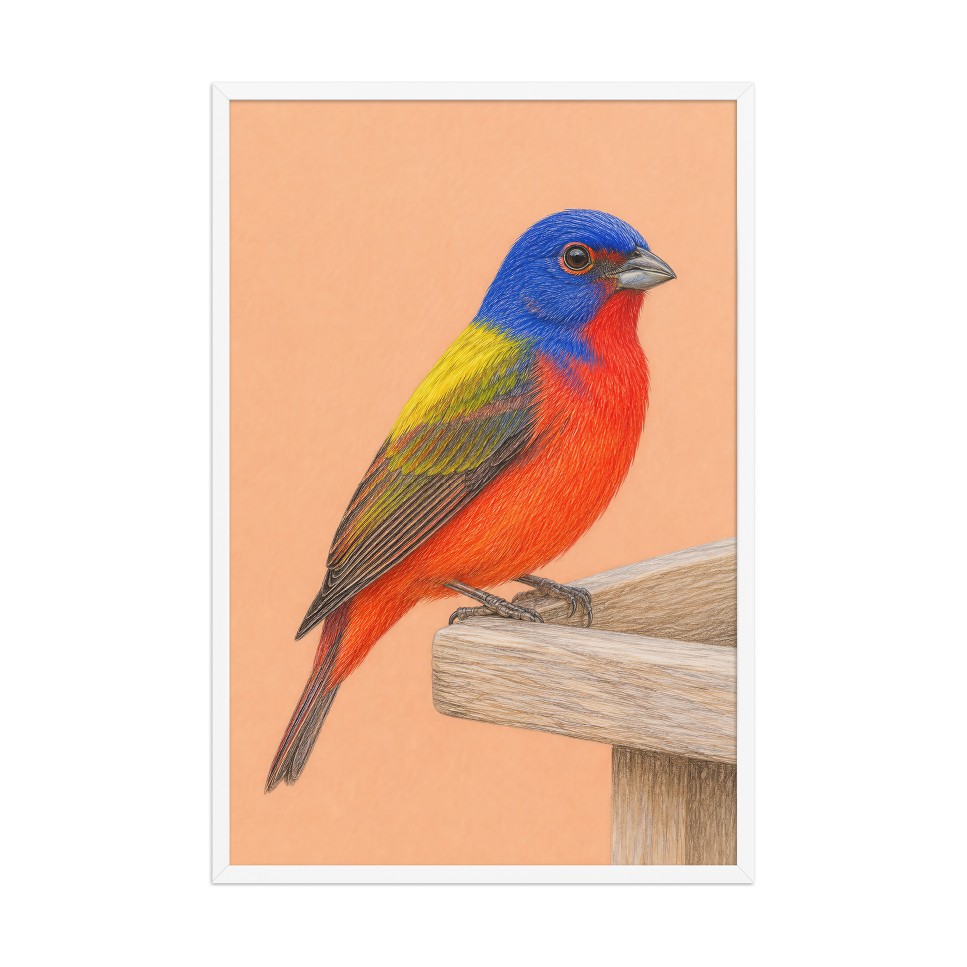 Framed Painted Bunting colored pencil illustration on wooden feeder, apricot background, wood frame wall art
