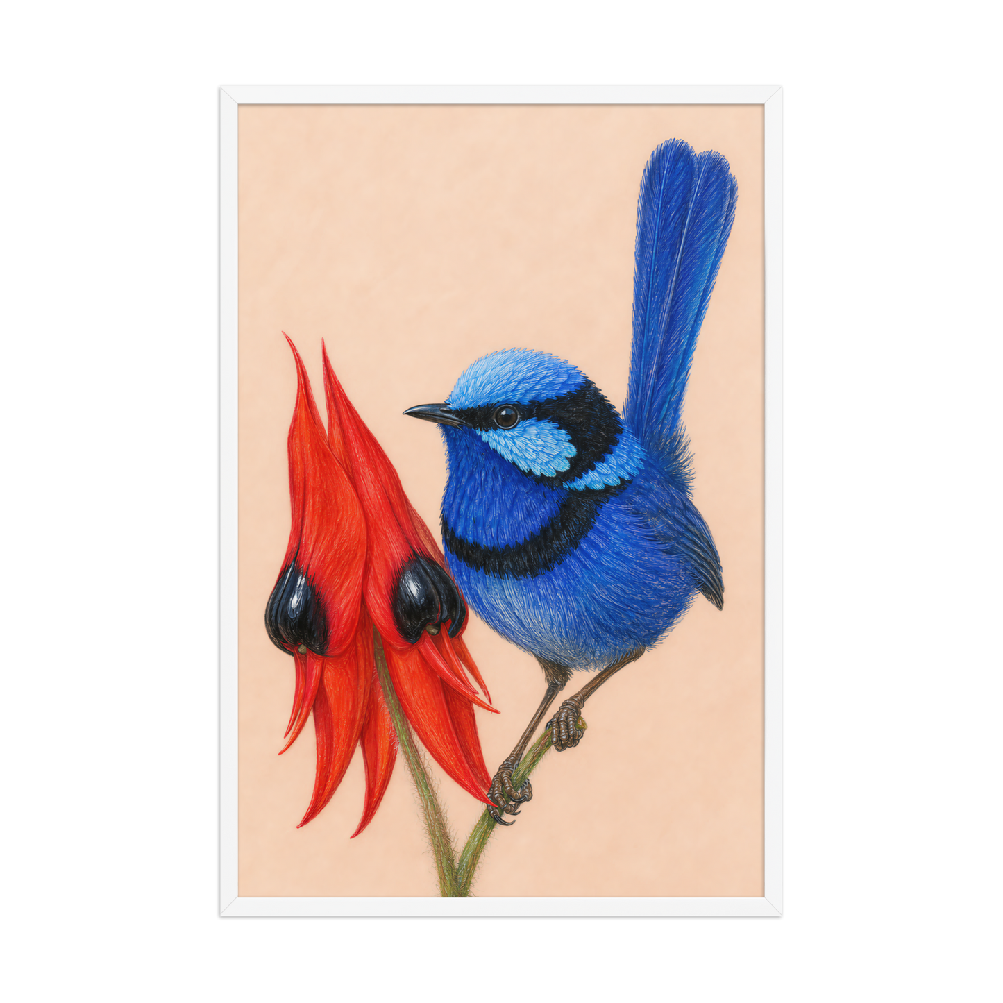 Framed Splendid Fairywren blue wren colored pencil illustration, terracotta background, wood frame wall art