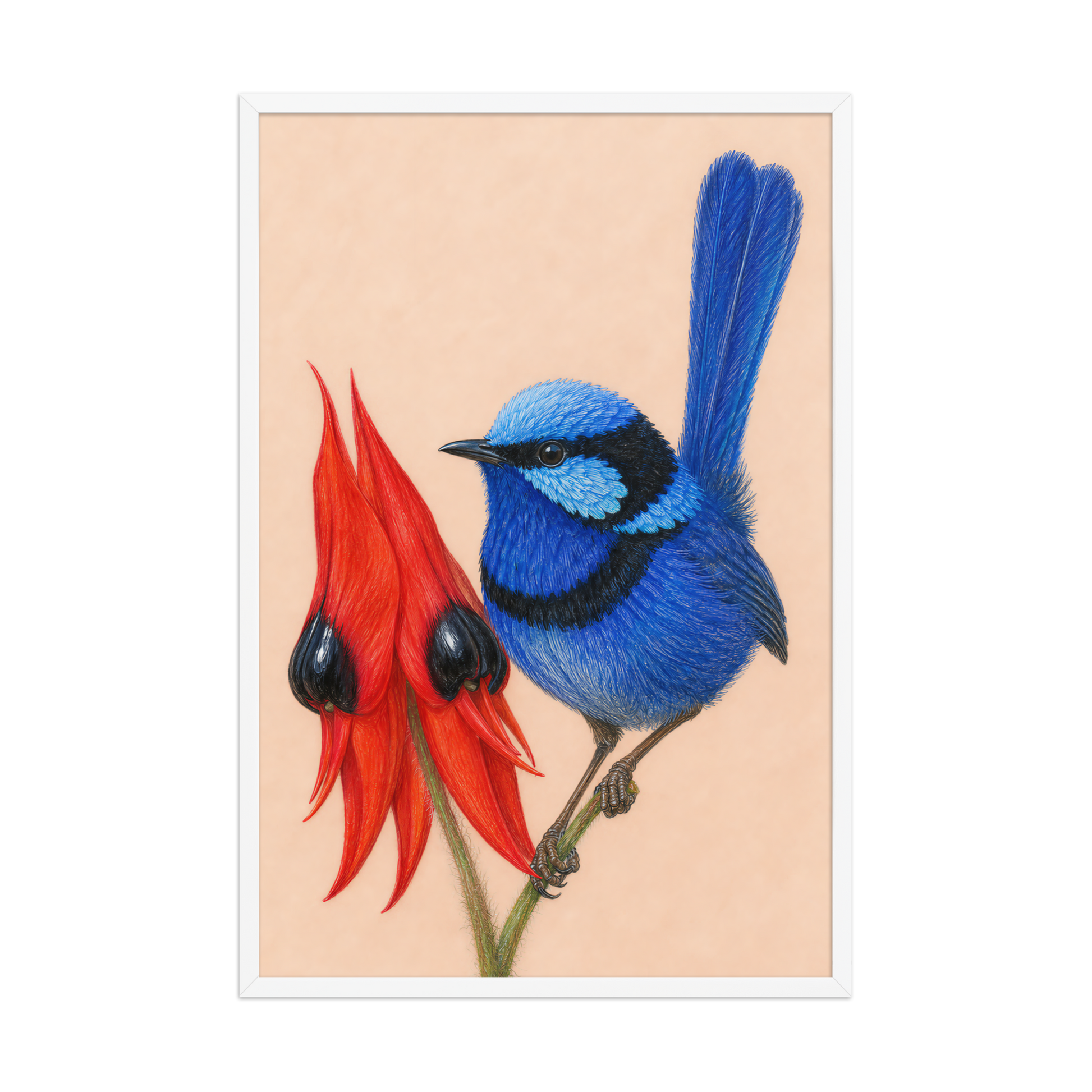 Framed Splendid Fairywren blue wren colored pencil illustration, terracotta background, wood frame wall art