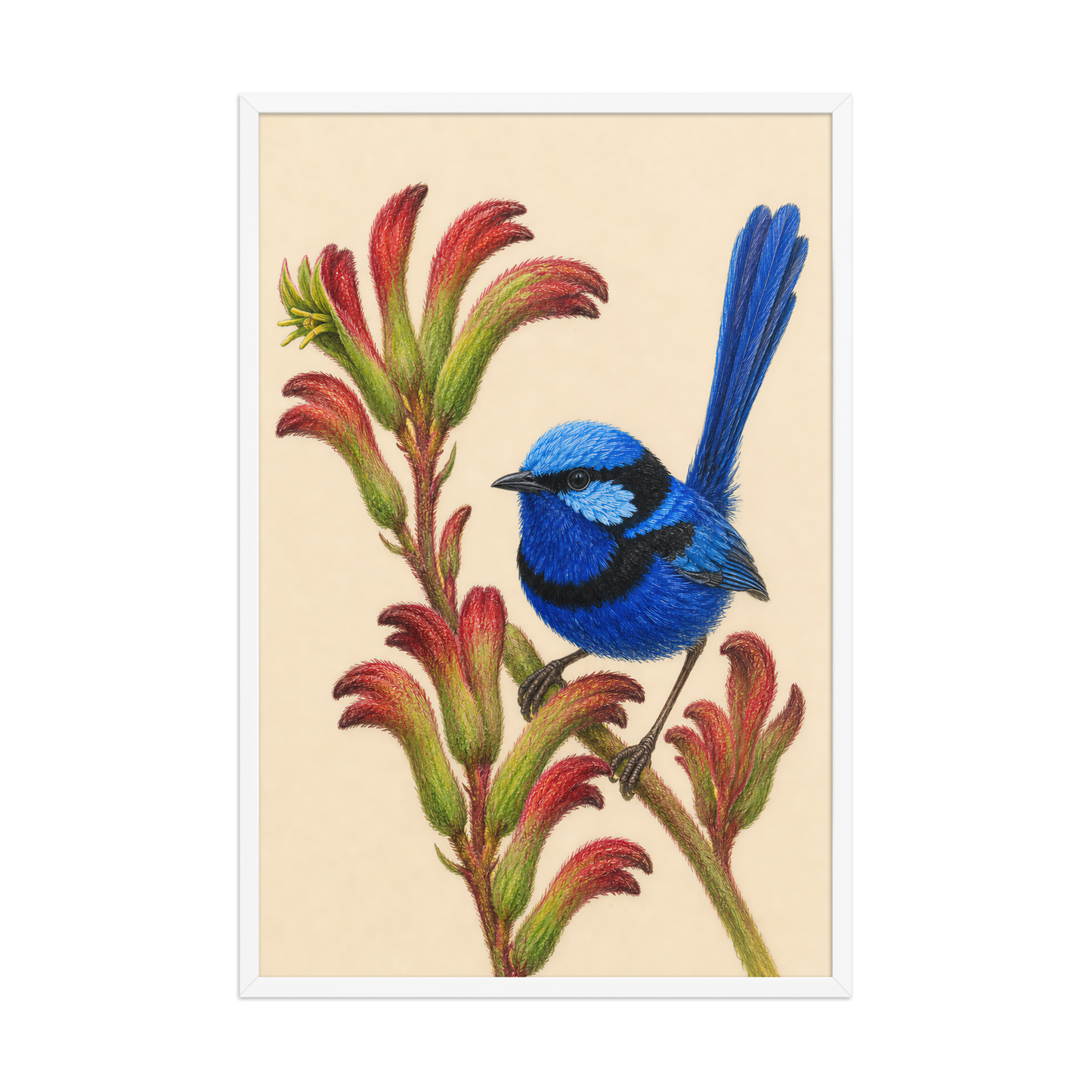 Framed Splendid Fairywren blue wren colored pencil illustration on Kangaroo Paw flowers, wood frame wall art