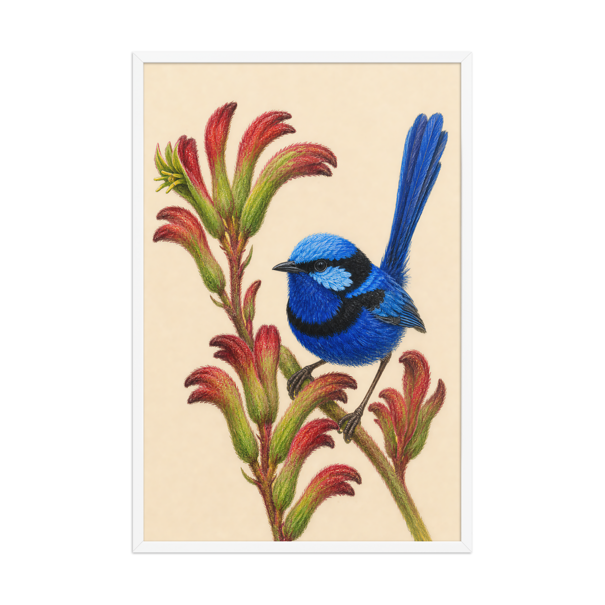 Framed Splendid Fairywren blue wren colored pencil illustration on Kangaroo Paw flowers, wood frame wall art