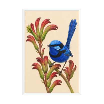 Framed Splendid Fairywren blue wren colored pencil illustration on Kangaroo Paw flowers, wood frame wall art