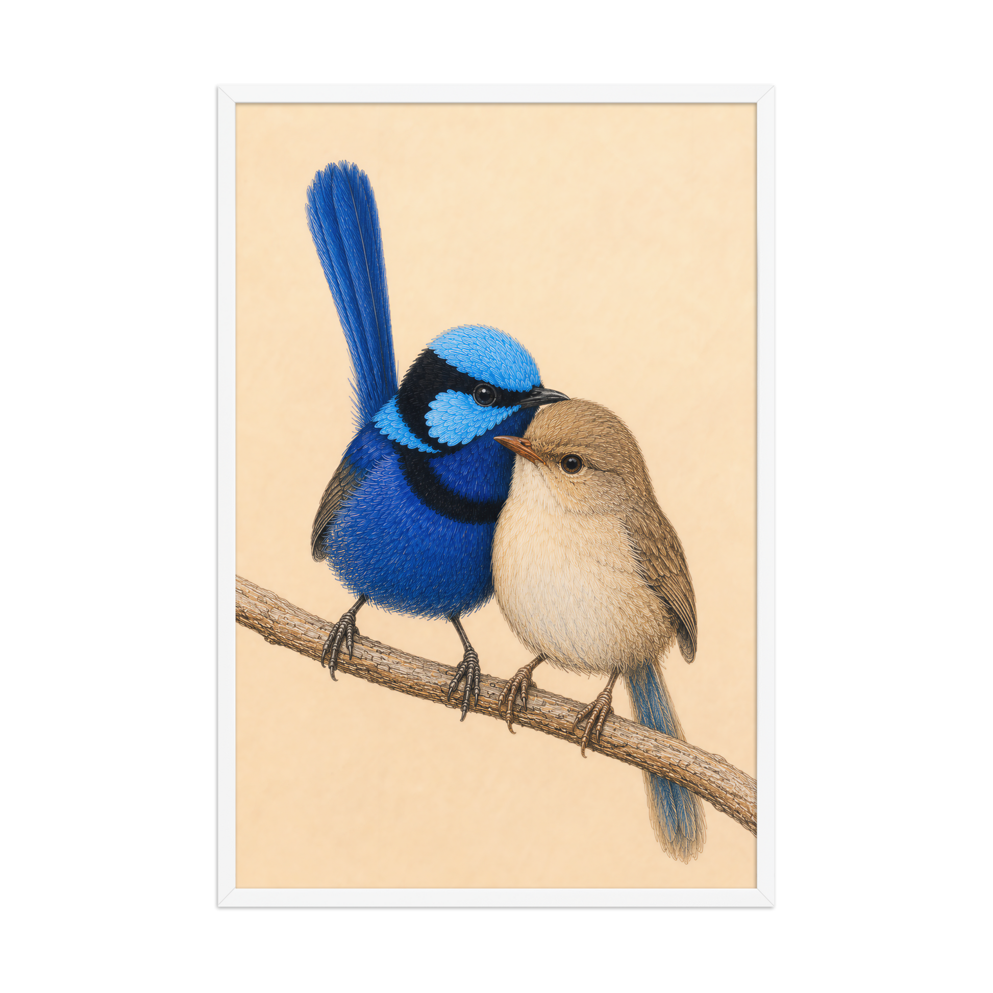Framed male and female Splendid Fairywren blue wren pair colored pencil illustration, wood frame wall art