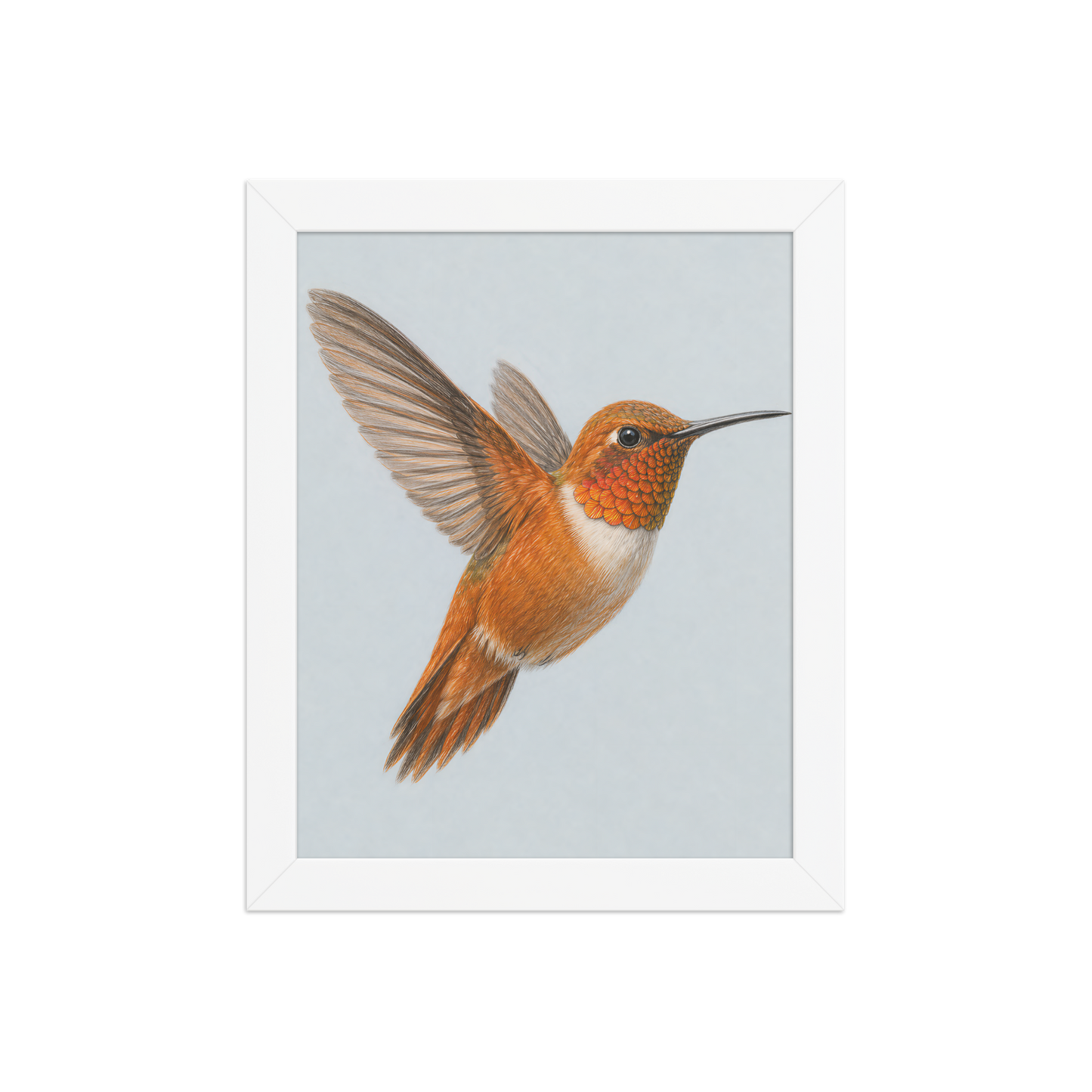 Framed Rufous hummingbird colored pencil illustration print on dusty blue pastel background, wood frame wall art
