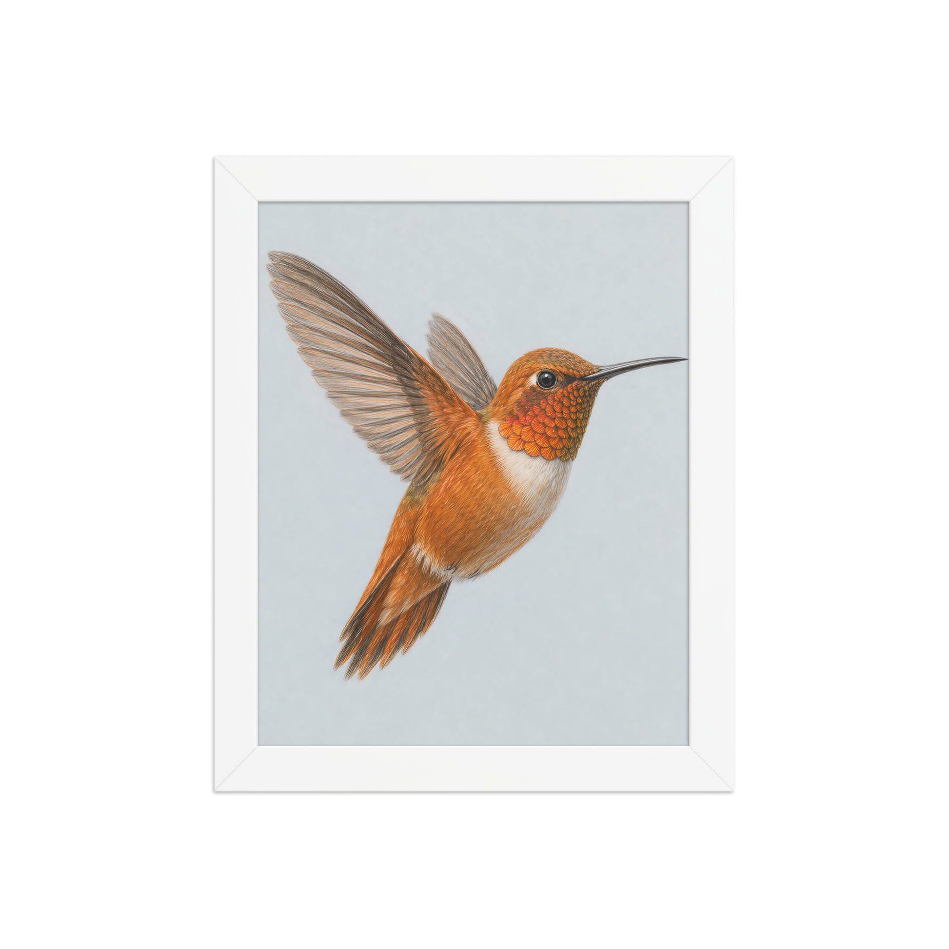 Framed Rufous hummingbird colored pencil illustration print on dusty blue pastel background, wood frame wall art