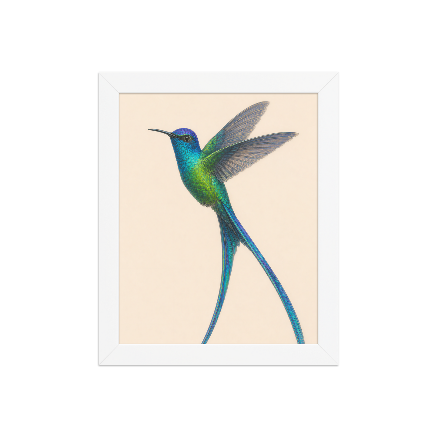 Framed Long-tailed Sylph hummingbird colored pencil illustration print, teal iridescent plumage on warm cream background, wood frame wall art