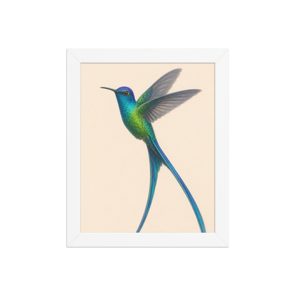 Framed Long-tailed Sylph hummingbird colored pencil illustration print, teal iridescent plumage on warm cream background, wood frame wall art