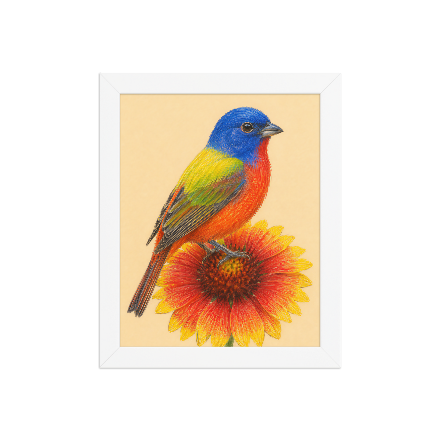Framed Painted Bunting colored pencil illustration on Indian Blanket flower, wood frame wall art