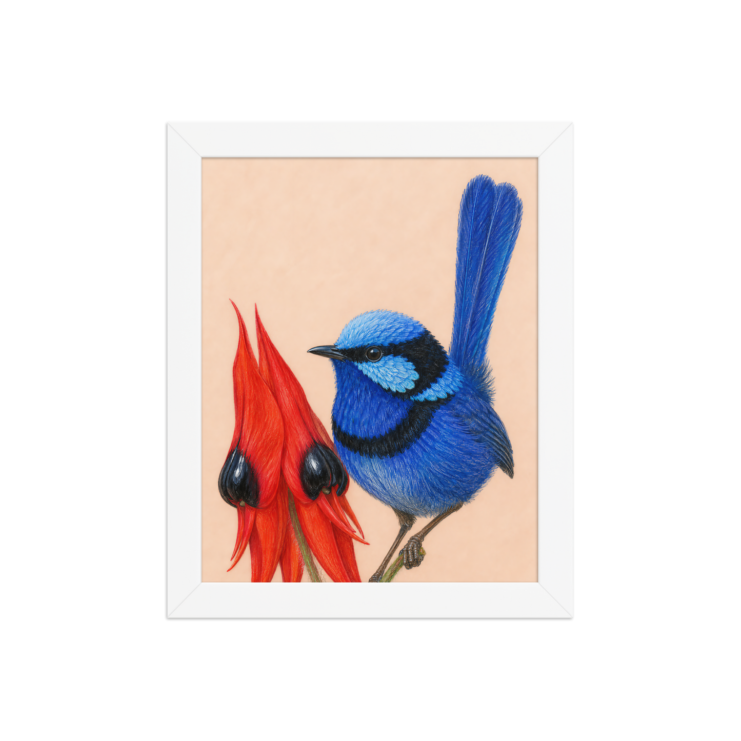 Framed Splendid Fairywren blue wren colored pencil illustration, terracotta background, wood frame wall art