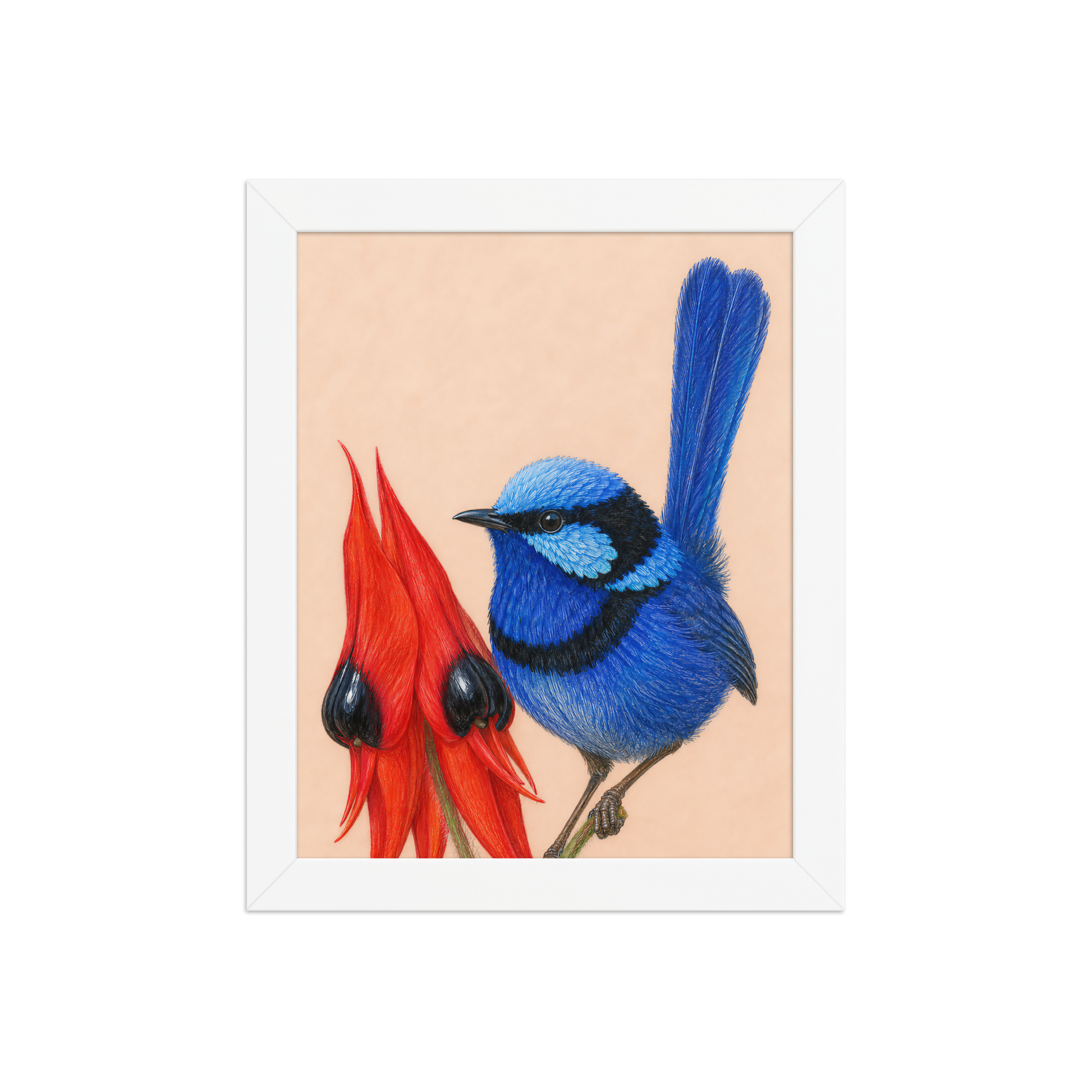 Framed Splendid Fairywren blue wren colored pencil illustration, terracotta background, wood frame wall art