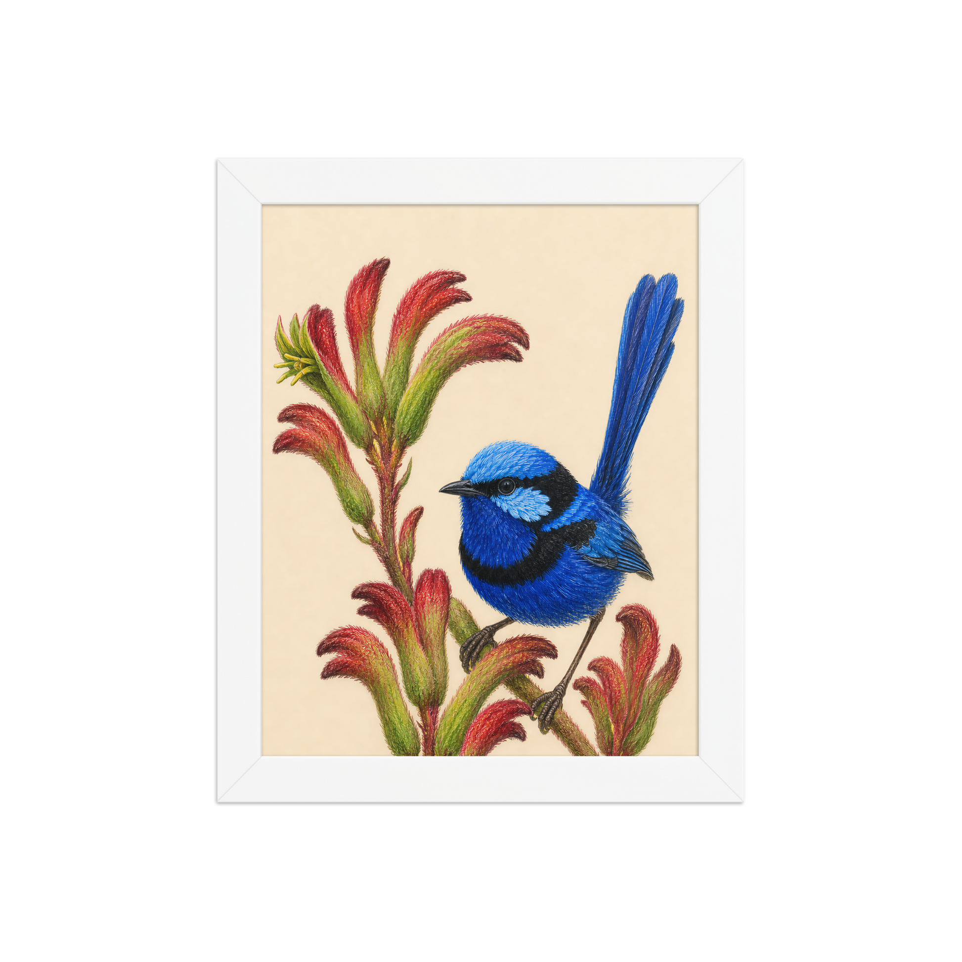 Framed Splendid Fairywren blue wren colored pencil illustration on Kangaroo Paw flowers, wood frame wall art